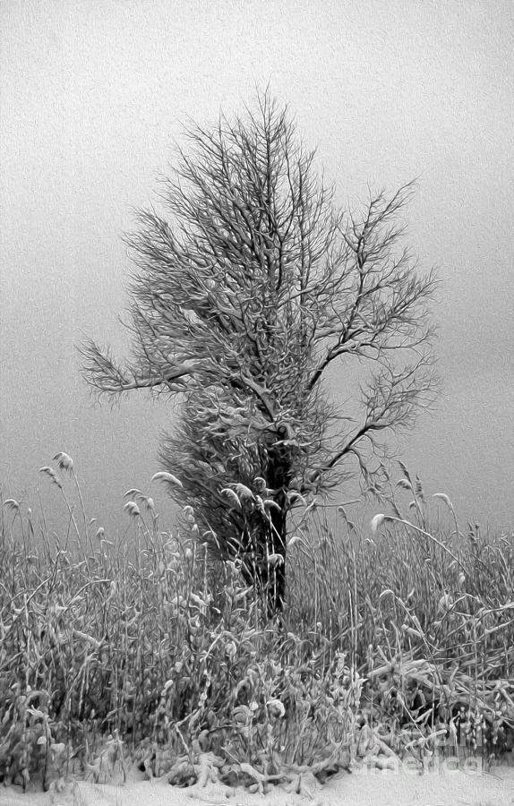 Painted Black And White First Snow Photograph