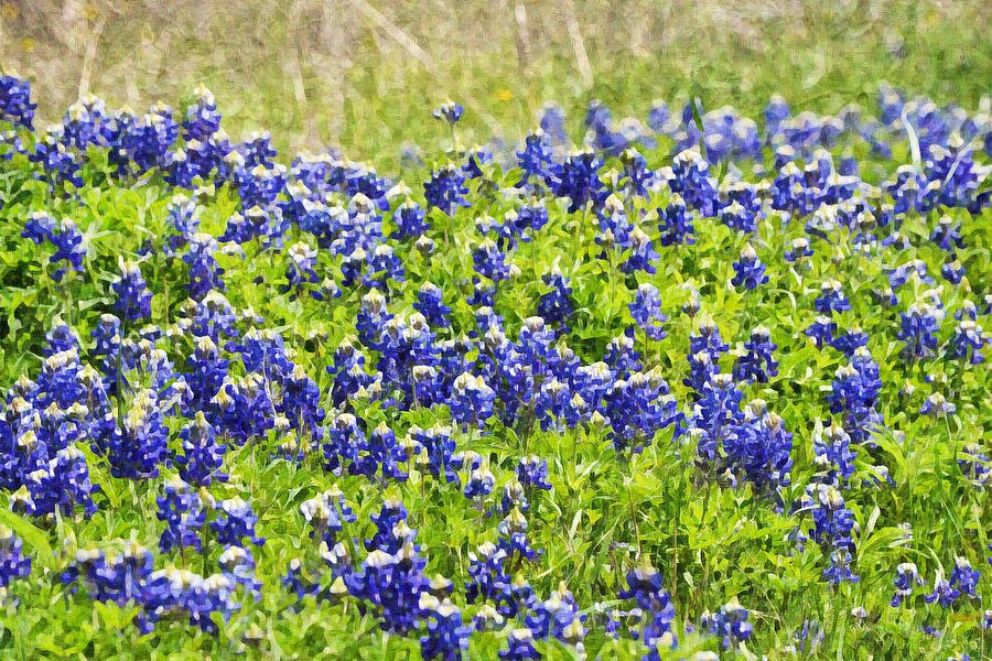 Painted Bluebonnets 1 Digital Art by Gaby Ethington - Fine Art America