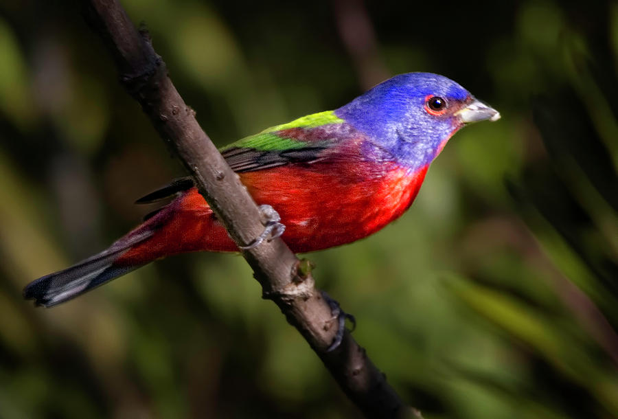 Painted Bunting  2824 Photograph