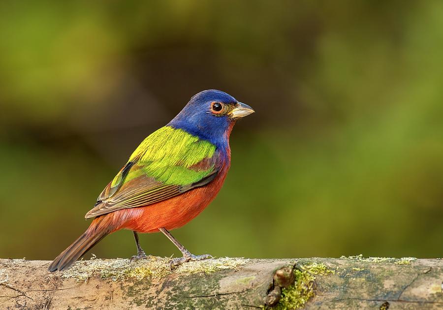 Nature Photograph - Painted Bunting by Amy Marques