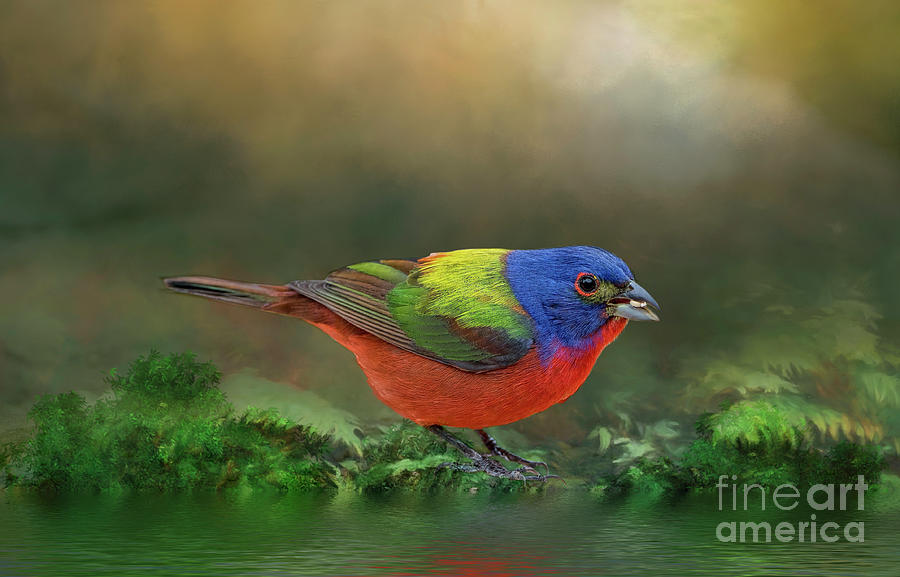 Painted Bunting at Woodland Stream Photograph by Bonnie Barry