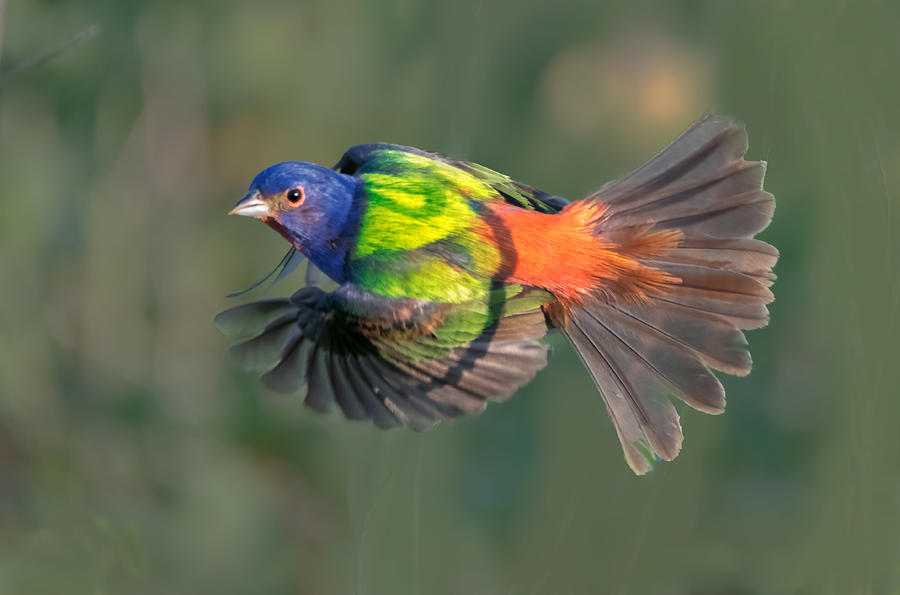 Nature Photograph - Painted Bunting In Flight by Sheila Xu