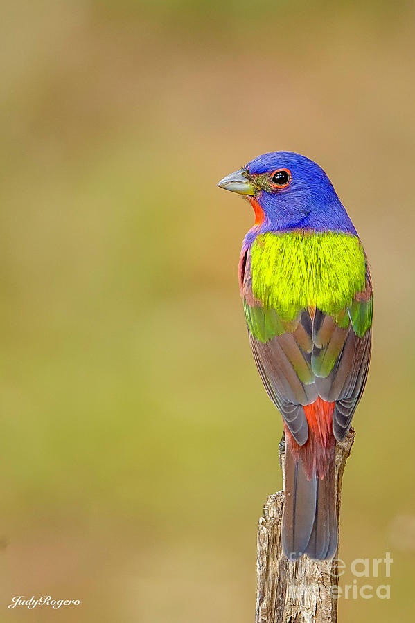 Painted bunting Photograph by Judy Rogero