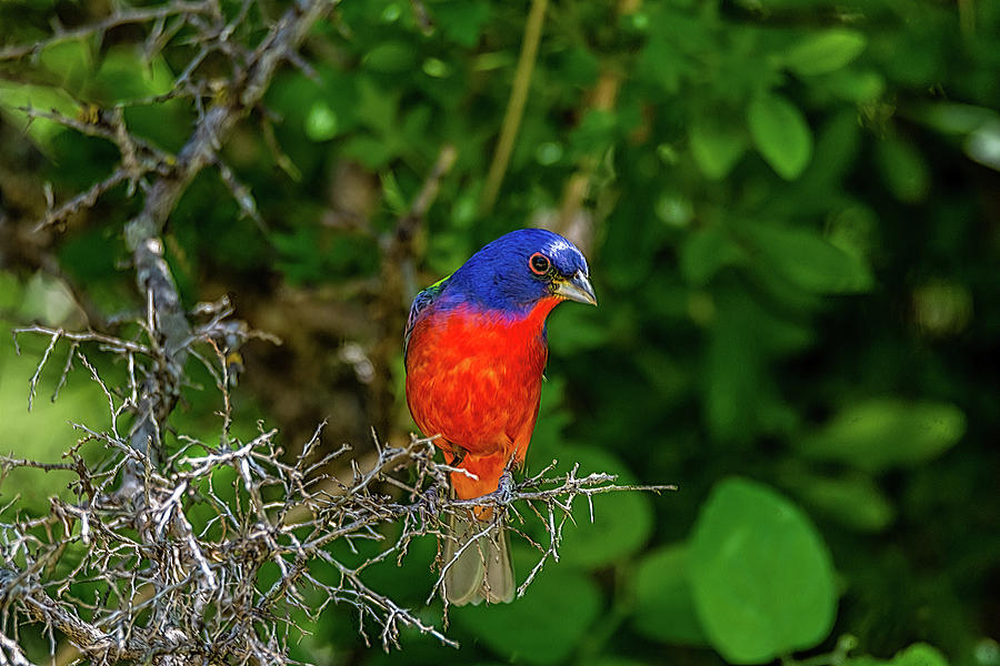 Painted Bunting - Painterly Photograph by Debra Martz