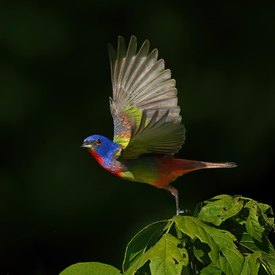 Nature Photograph - Painted Bunting Taking Off by Mike He