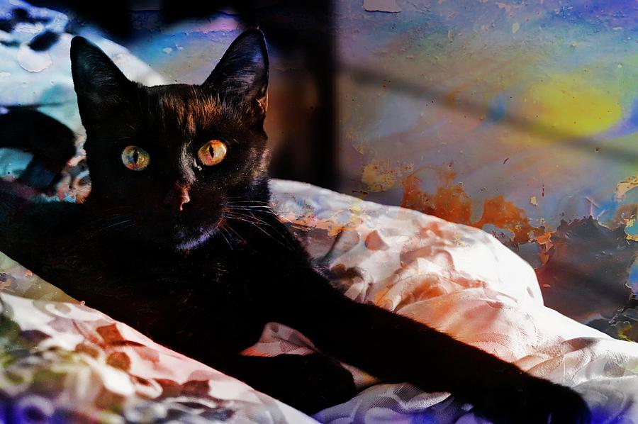 Painted Cat Photograph by Stoney Lawrentz