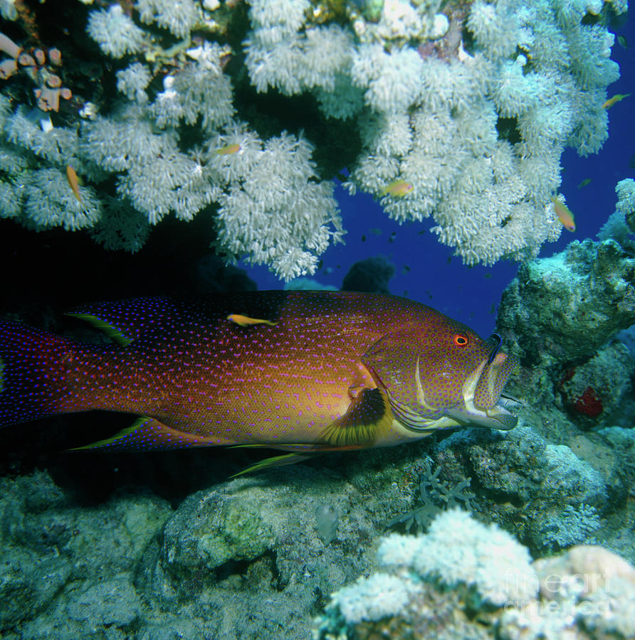 Painted Coral Trout In The Red Sea Photograph by Dr George Gornacz/science Photo Library