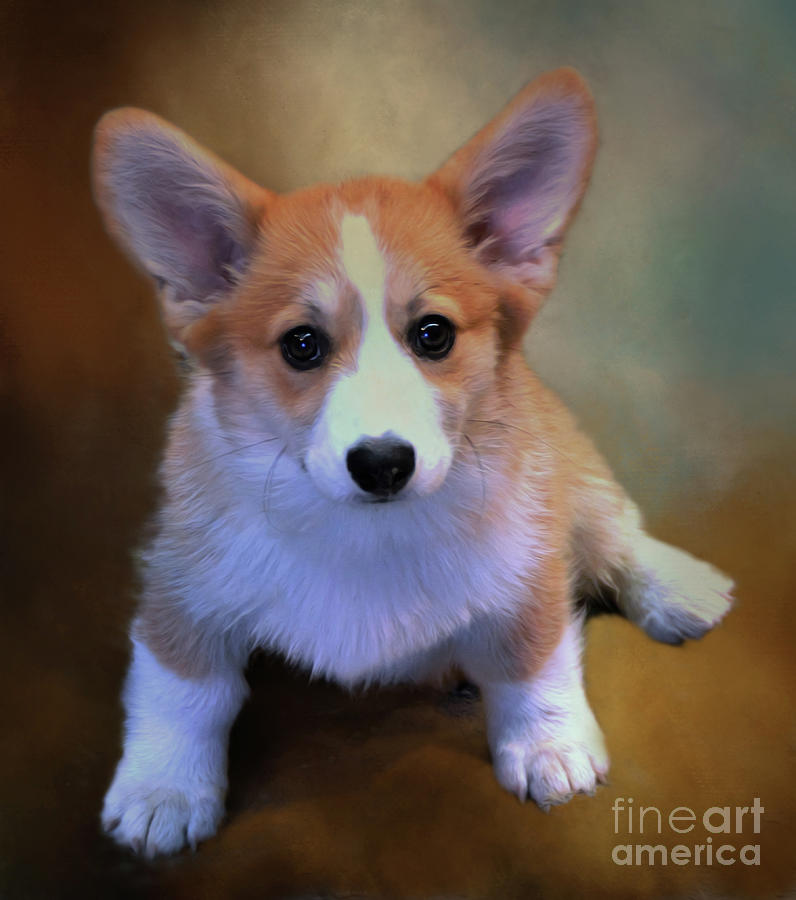 Painted Corgi Puppy Photograph by Kathy Kelly