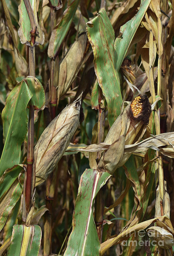 Painted Corn Crop Photograph by Skip Willits