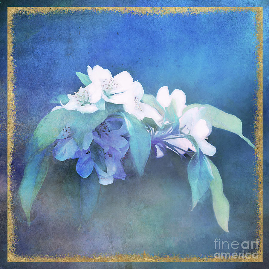 Painted Crabapple Blossoms Photograph