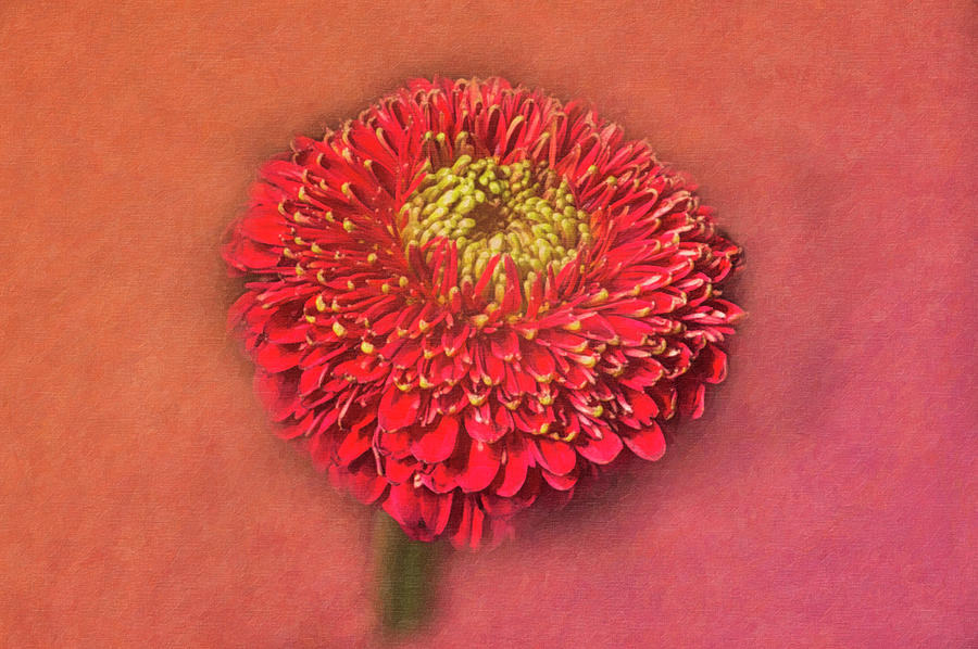 Painted Daisy by David Chiles Painted Daisy by David Chiles
