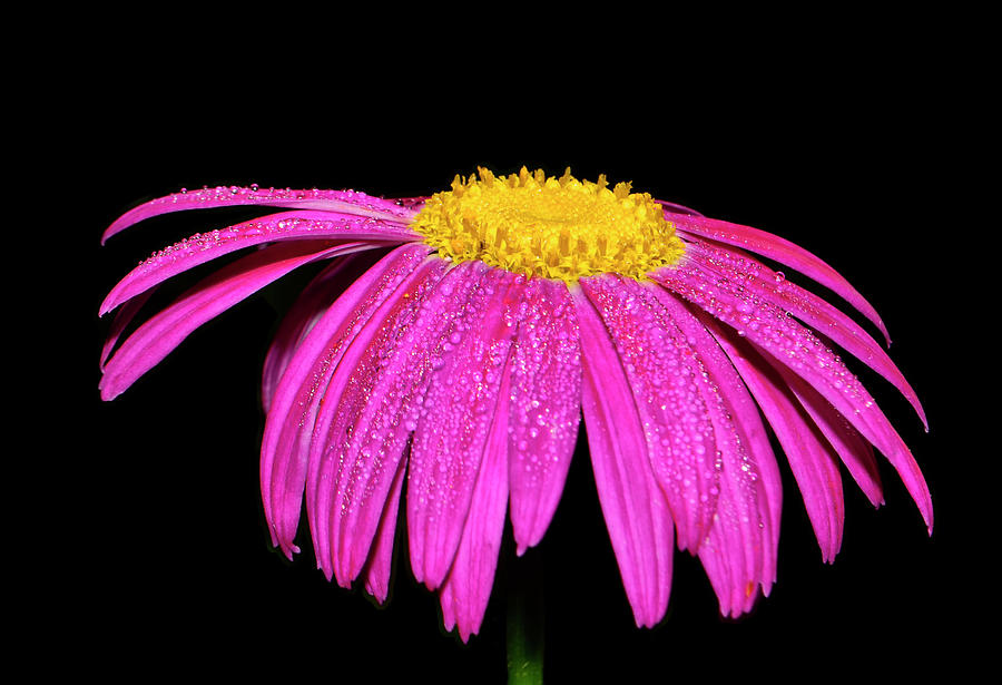 Painted Daisy - Tanacetum coccineum 002 Photograph by George Bostian