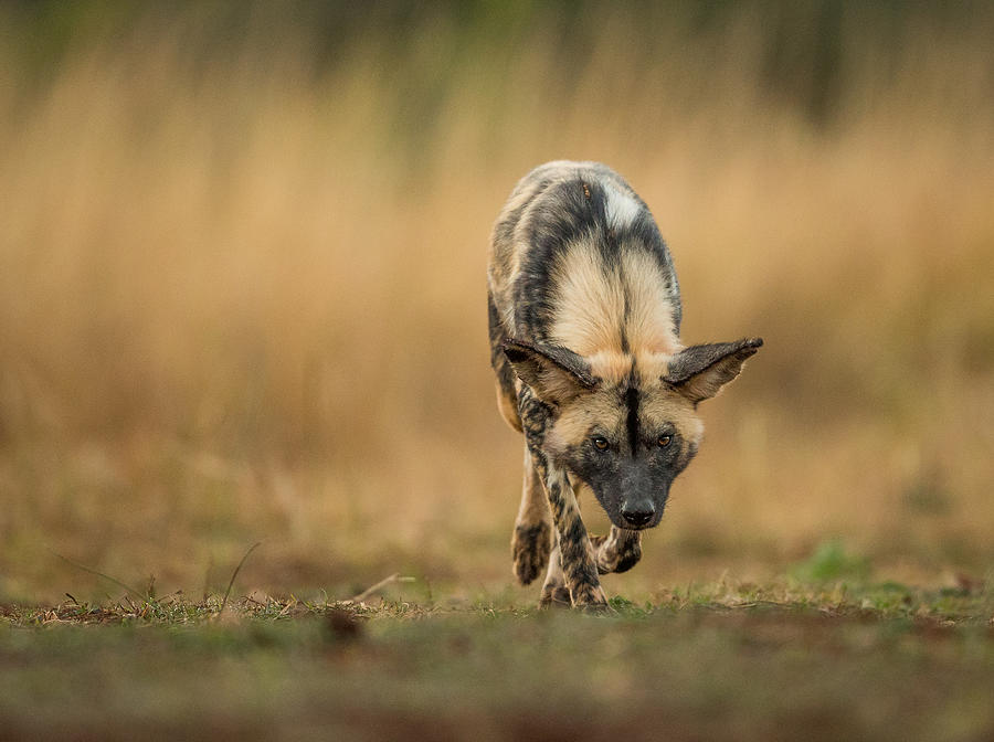 Painted Dog Stalk Photograph by Jaco Marx