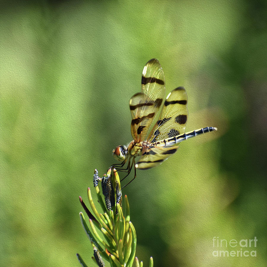 Painted Dragon Fly No 12 Photograph by Skip Willits