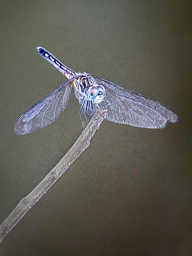 Painted Dragonfly Photograph by Mitch Spence