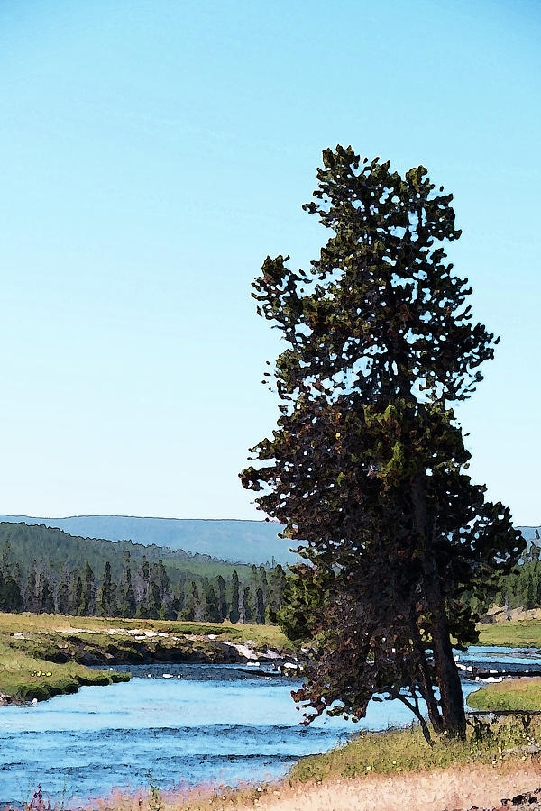 Painted Firehole Tree Photograph by Laurel Powell