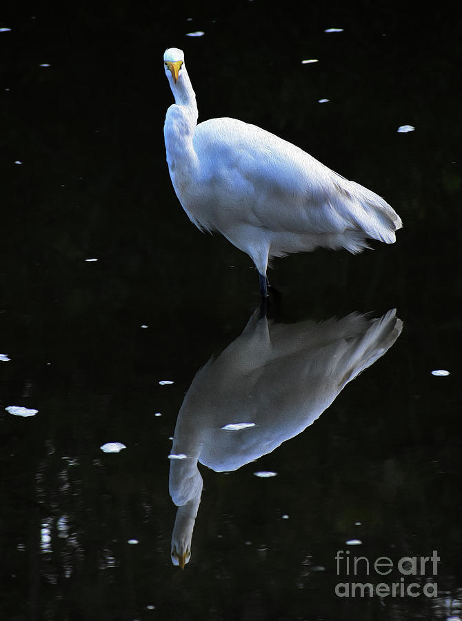 Painted Great Egret Photograph by Skip Willits