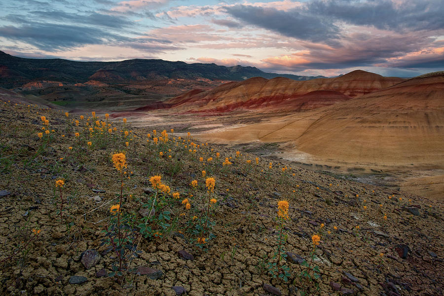 Painted Hills Photograph by Lance Rudge