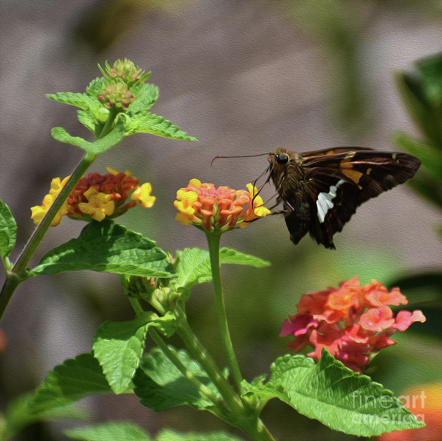 Painted Hoary Edge Skipper Photograph by Skip Willits