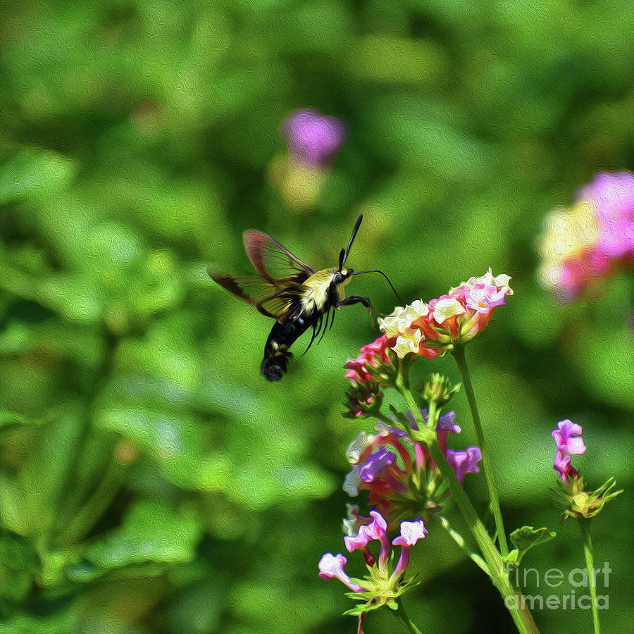 Painted Hummer Moth Photograph