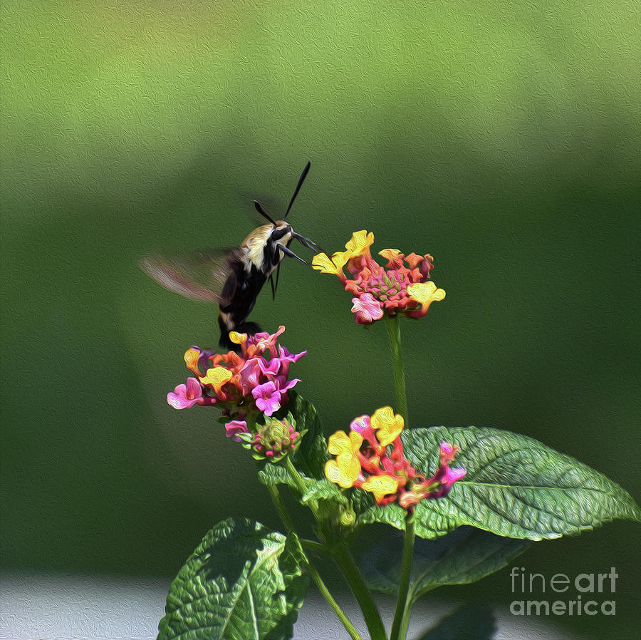 Painted Humming Bird Moth 8x8 Photograph by Skip Willits