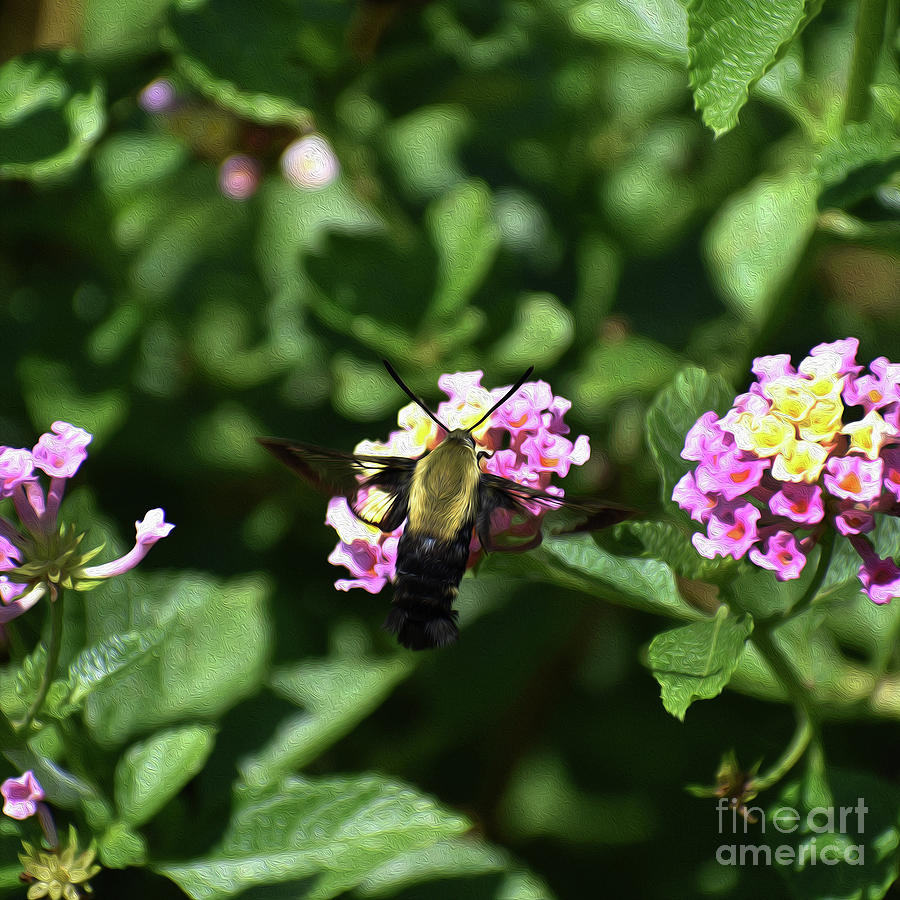 Painted Hummingbird Moth Photograph by Skip Willits