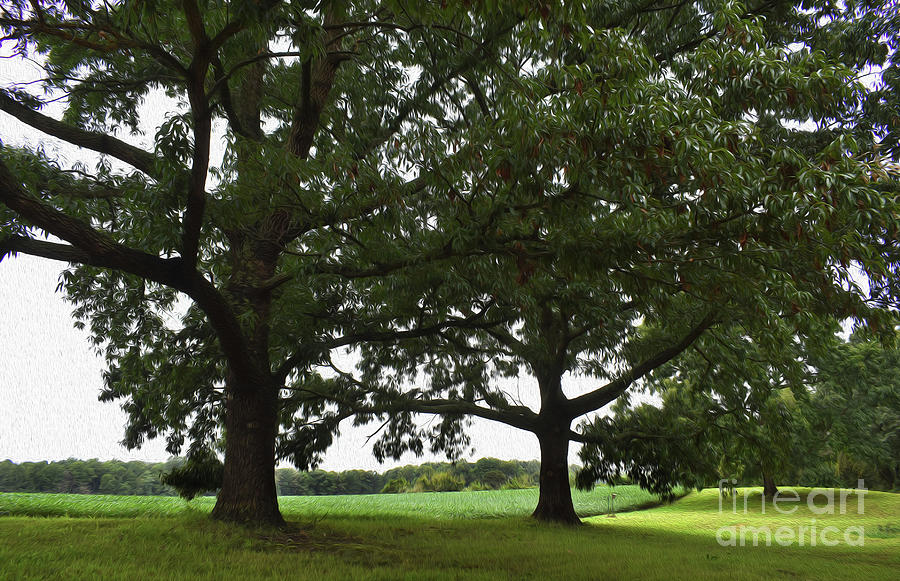 Tree Photograph - Painted In The Shade Of The Old Oak Trees by Skip Willits