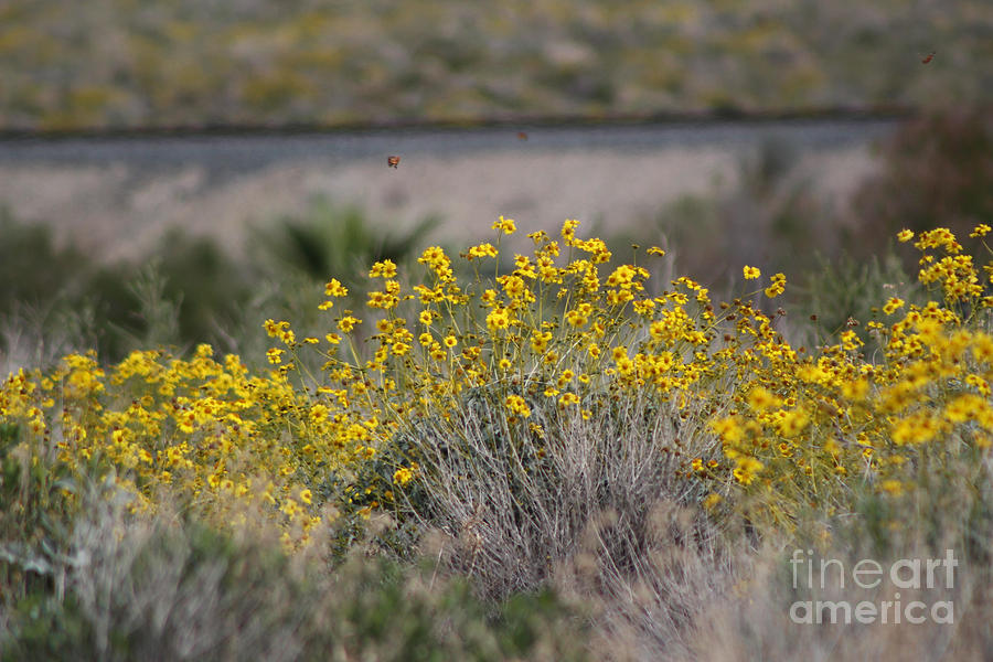 Painted Ladies and Brittle Bush Salton Sea Photograph by Colleen Cornelius