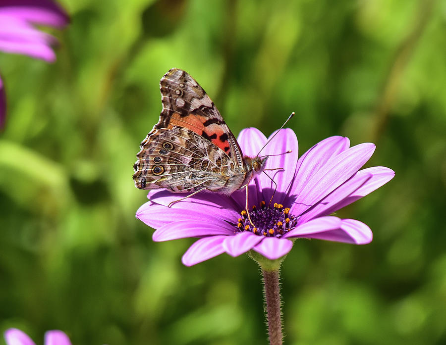 Painted Lady 1 Photograph by Linda Brody