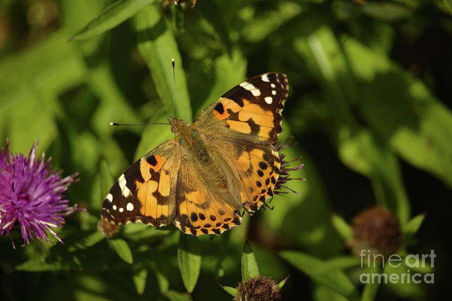 Painted Lady 2 Inch Island Donegal Photograph
