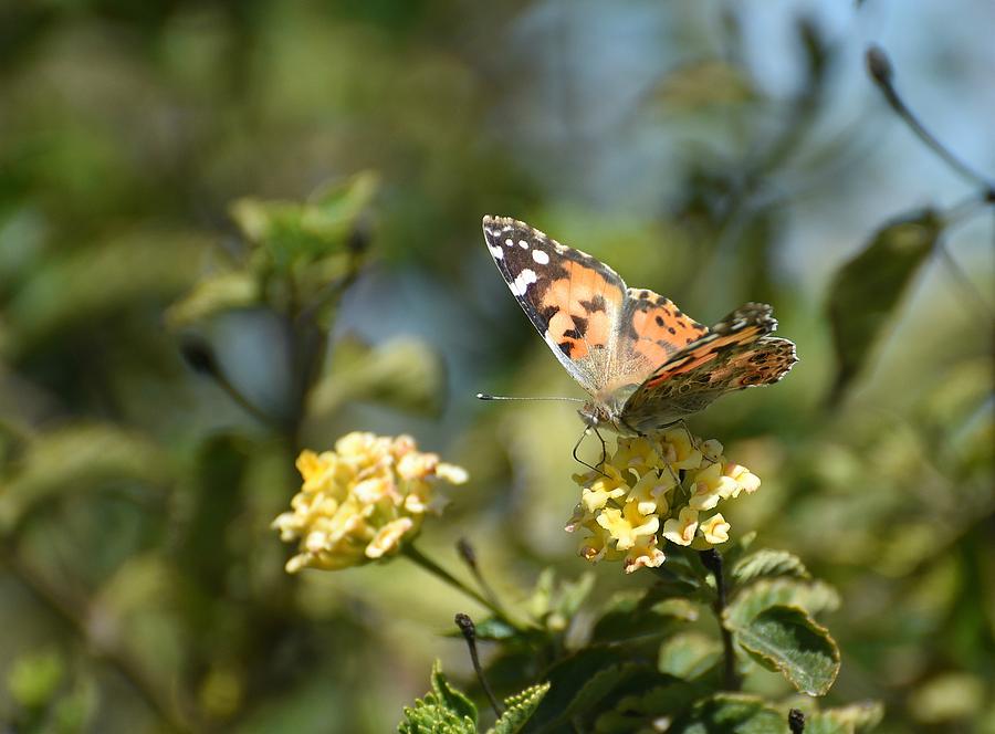Painted Lady 2 Photograph by Fraida Gutovich