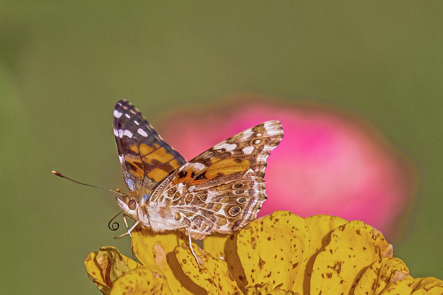 Painted Lady-2 Photograph by Harry Strharsky