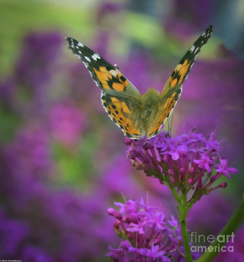 Painted Lady 2 Photograph