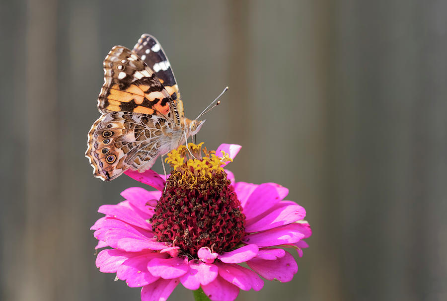 Painted Lady 2018-1 Photograph by Thomas Young
