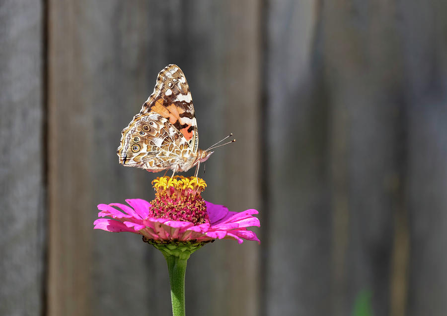 Painted Lady 2018-2 Photograph by Thomas Young