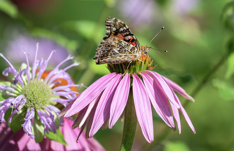 Painted Lady 2019-1 Photograph by Thomas Young