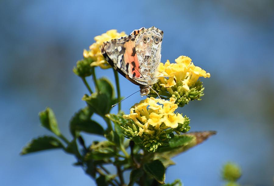 Painted Lady 3 Photograph by Fraida Gutovich