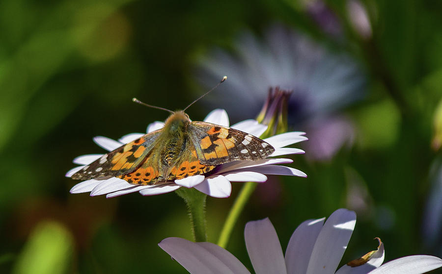 Painted Lady 3 Photograph by Linda Brody