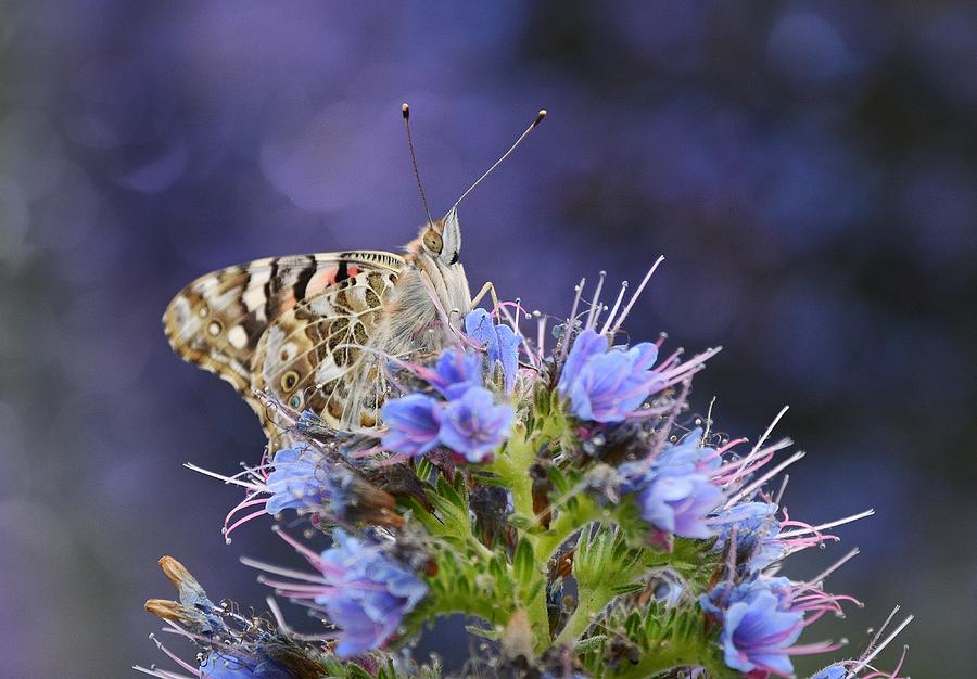 Painted Lady 6 Photograph by Fraida Gutovich