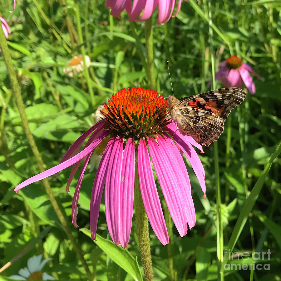 Painted Lady and Echinacea 1 Photograph by Amy E Fraser