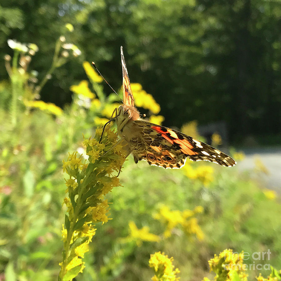 Painted Lady and Goldenrod 1 Photograph by Amy E Fraser
