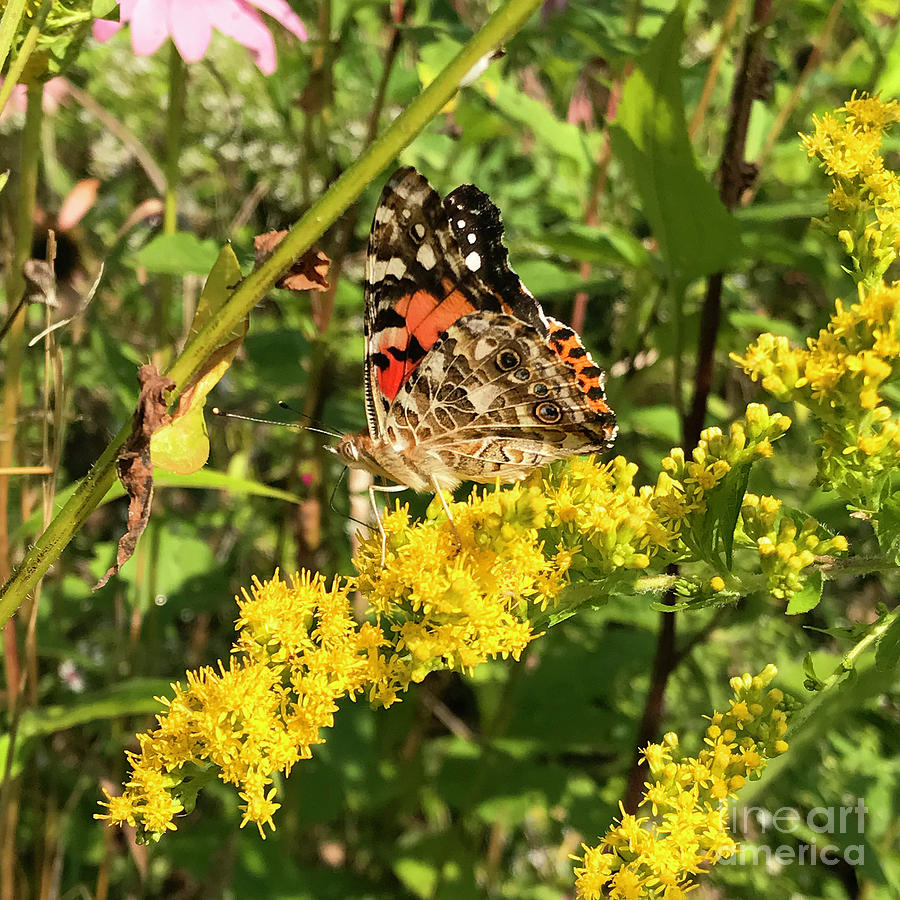 Painted Lady and Goldenrod 2 Photograph by Amy E Fraser