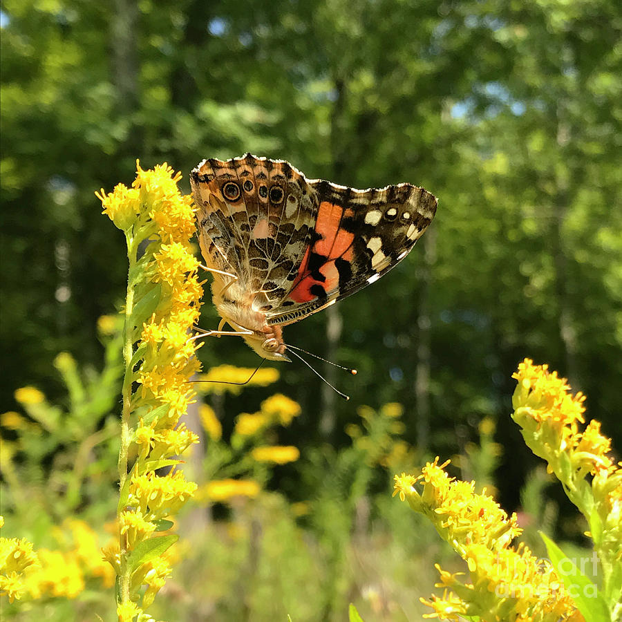 Painted Lady and Goldenrod 4 Photograph by Amy E Fraser