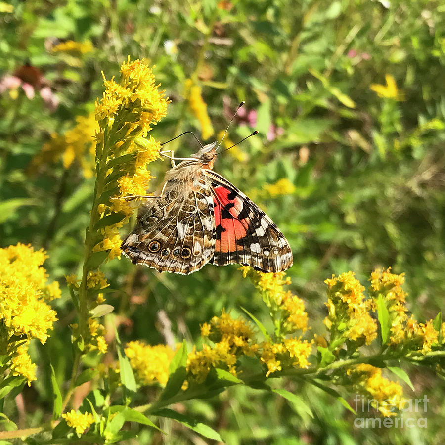Painted Lady and Goldenrod 5 Photograph by Amy E Fraser
