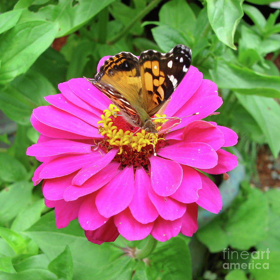 Painted Lady and Zinnia 1 Photograph by Amy E Fraser