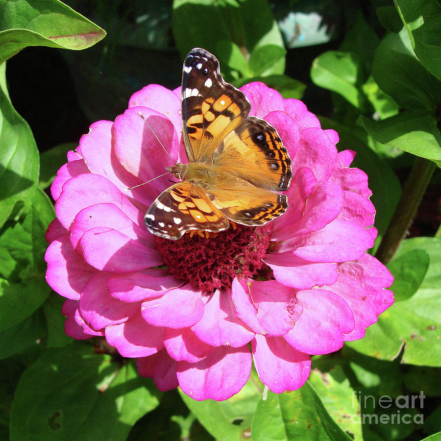 Painted Lady and Zinnia 11 Photograph by Amy E Fraser