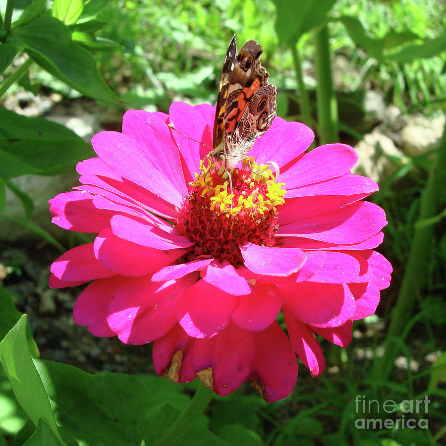 Painted Lady and Zinnia 2 Photograph by Amy E Fraser