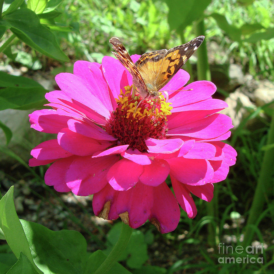Painted Lady and Zinnia 3 Photograph by Amy E Fraser