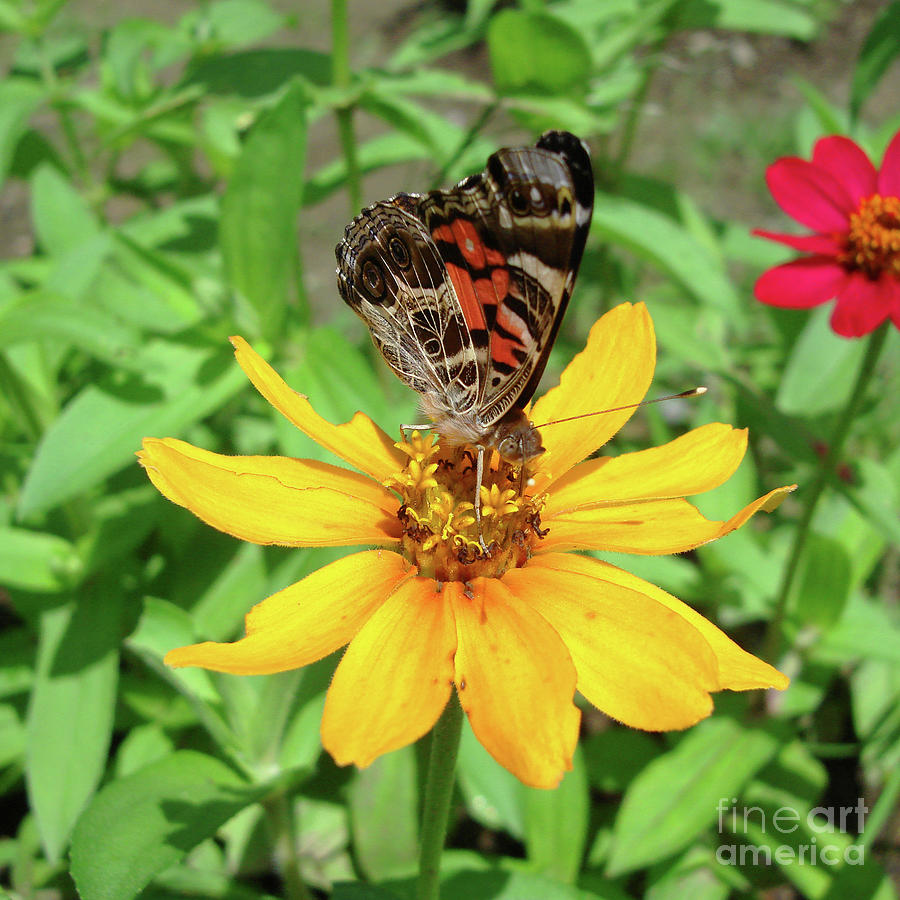 Painted Lady and Zinnia 4 Photograph by Amy E Fraser