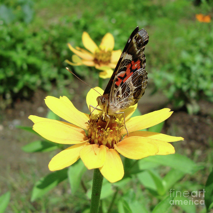 Painted Lady and Zinnia 5 Photograph by Amy E Fraser